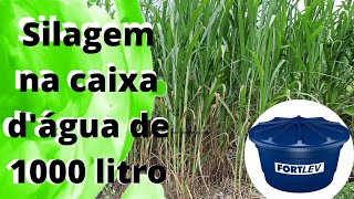 Silagem na caixa dágua de 1000 litros com inaculante [upl. by Ezmeralda]