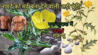 सत्यानाशी के फायदे और पहचान। satyanashi ke fayde [upl. by Rochkind]