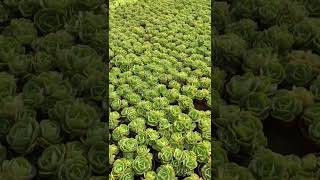 Beautiful succulents garden plants succulents [upl. by Erdnua]