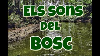 ELS SONS DEL BOSC 🌳🌳 Discriminació auditiva [upl. by Aveline]