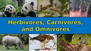 Herbivores Carnivores and Omnivores Overview [upl. by Azrim]