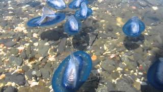 Mass stranding Velella velella on Menorca May 2013 [upl. by Haslam]