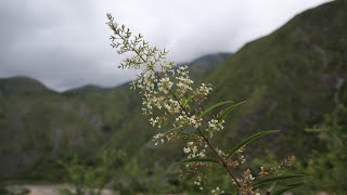 Aloysia citrodora  Cedrón  Hierba Luisa  Cidrón  Flora argentina  Hierbaluisa  Lemon Verbena [upl. by Wallraff]