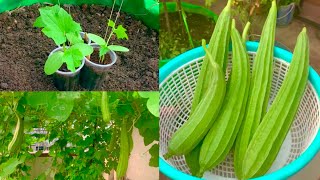 How To Grow Organic Ridge Gourd In Grow Bag Or Pot At Home GardenComplete Tutorial On Ridge Gourd [upl. by Siron]