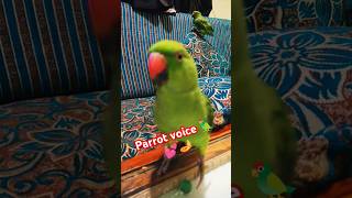 🪔🦜🥀 Parrot voice 🦜🥀🪔diwali2024 riotalkingparrot parrot voice love shorts [upl. by Donegan]