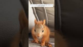 This cat brought a weak squirrel baby home to its family and then animalshorts shortvideo [upl. by Ecidnac]