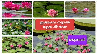 How to Grow water Lily at home water Lily plant careആമ്പൽ നടുന്ന വിധം  Aambal care  gardening [upl. by Bone405]