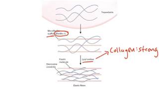 USMLE Step 1 Connective Tissue [upl. by Luttrell]