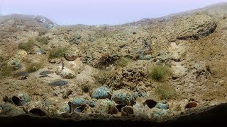 BADC2019  Lake Tanganyika sandy sedimentary bottom area in Ndole Bay Zambia 60 L [upl. by Medovich58]