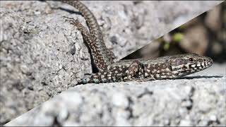 Common wall lizard  Podarcis muralis [upl. by Ardnahc730]