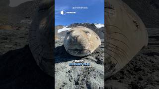 Seal SOUNDS 🔊 Sneezing snoring singing shorts [upl. by Eineg83]