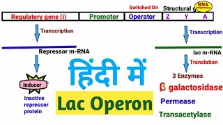 Lac Operon  Lactose Metabolism  हिंदी में  Pravin Bhosale [upl. by Oinotla]