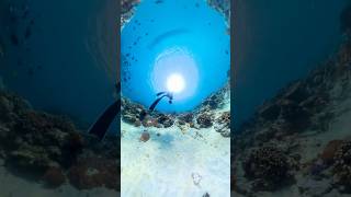 Suzume swimming in the water🪸🐠lemuria bali ocean insta360x4 すずめ dance [upl. by Ttocserp]