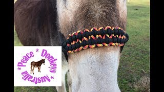 Wide paracord noseband for rope horse halter  KBK bar [upl. by Ladnek]