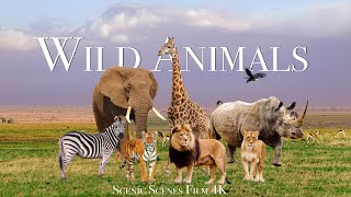 Amazing Scene of Wild Animals In 4K  Scenic Relaxation Film [upl. by Norreht916]