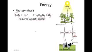 Introduction to Photosynthesis and Global Warming [upl. by Notrom]