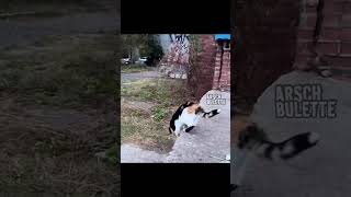 Katze vs Hund mit Habibi Samurai Ninja Style [upl. by Norse]