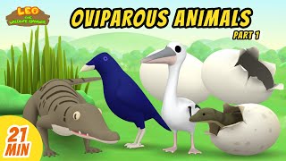 Oviparous Animals Minisode Compilation Part 17  Leo the Wildlife Ranger  Animation  For Kids [upl. by Noillid735]