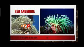 Classification of Cnidaria and Porifera Part 2 Explained in Urdu [upl. by Ymiaj]