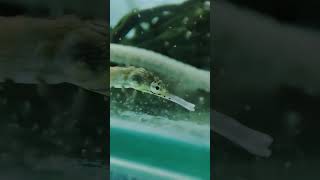 Corythoichthys intestinalis Pez Pipa comiendo activamente nauplios de artemia  JellyFarmer [upl. by Shae94]