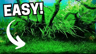 Top 10 Easiest Carpeting Plants For Your Low Tech No Co2 Aquariums [upl. by Liagabba]