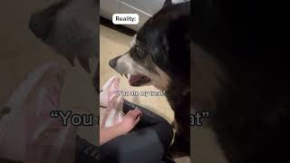 Owning 2 dog’s expectations vs reality funny cute dog [upl. by Kafka]