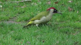 Vroege Vogels  Groene specht [upl. by Hanleigh]