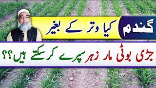 Can Herbicides be Used in Dry conditions in Wheat Crop  Crop Reformer [upl. by Ameekahs]