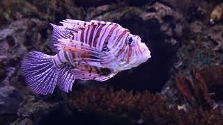 Marine Fish Compilation A Visual Dive into the Oceans Beauty [upl. by Alyahs980]