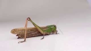 A grasshopper grooming itself Locusta Migratoria [upl. by Broeder]