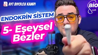 Endokrin Sistem5 Eşeysel Bezler ve Diğer Hormonlar  Ayt Biyoloji Konu Anlatımı 11 Sınıf  2024 [upl. by Hewitt]