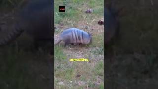 Never Shoot A Armadillo 😲 [upl. by Adna]