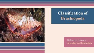 Brachiopoda Classification  Invertebrate Paleontology Geology  Articulata Vs Inarticulata [upl. by Septima]