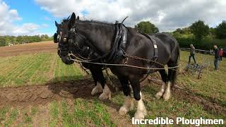 Traditional Horse Ploughing at the Royal Forest Agricultural Association Match 11th September 2024 [upl. by Crichton]