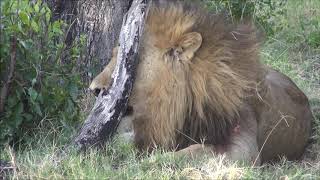 On Safari 42 Sleeping Lion Wakes Up [upl. by Nesila]