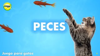 Videos para gatos  Peces [upl. by Eidde]