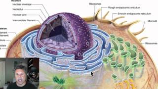 Cinelecture 22  Prokaryotic and Eukaryotic Cell Structure [upl. by Duffie785]