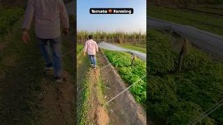 Tomato Farming in our Village farm indianfarmer tomato tomatofarming shorts [upl. by Tilda]