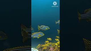 Maldives🌍🏞 Underwater Paradise Relaxing Nature Scene in 4Kquot [upl. by Nwahsal]