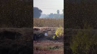 7 saum blowing the center out of the 504 yard target with 180 grain burgers and H1000 powder ￼ [upl. by Maryellen]