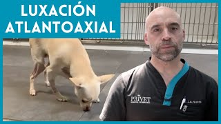 BIMBA SUFRE UNA LUXACIÓN ATLANTOAXIAL 🐕 Traumatología Veterinaria [upl. by Swanson18]