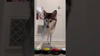 Cuando Sapphie la Pomsky hace videollamada mientras sus papás están de vacaciones 📱🐾😂 [upl. by Latsyc]