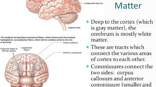 Chapter 13  The Brain and Cranial Nerves  Part 2 [upl. by Notlew538]