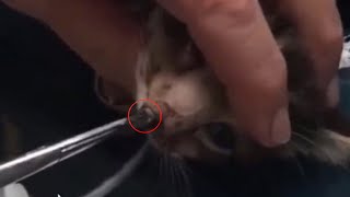 Removing CUTEREBRA from a poor kittens nose [upl. by Ssidnac776]