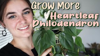 Houseplant Propagation for Beginners 🌿 Heartleaf Philodendron [upl. by Calder644]