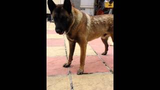 Belgian malinois bark [upl. by Tressia]