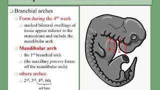 07 branchial arches [upl. by Adlen]