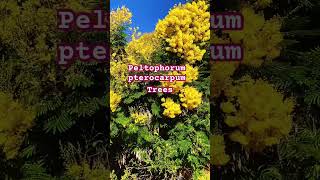 Peltophorum pterocarpum shortvideo [upl. by Elletnahc685]