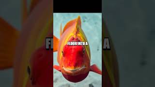 The Funny Fish Face of Parrotfish [upl. by Novy]