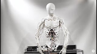 Torso by Clone  Bimanual Android with Artificial Muscles [upl. by Htiduy]